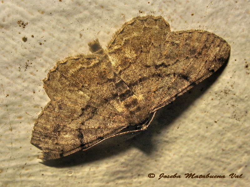 Hypomecis roboraria - No, Peribatodes rhomboidaria, Geometridae